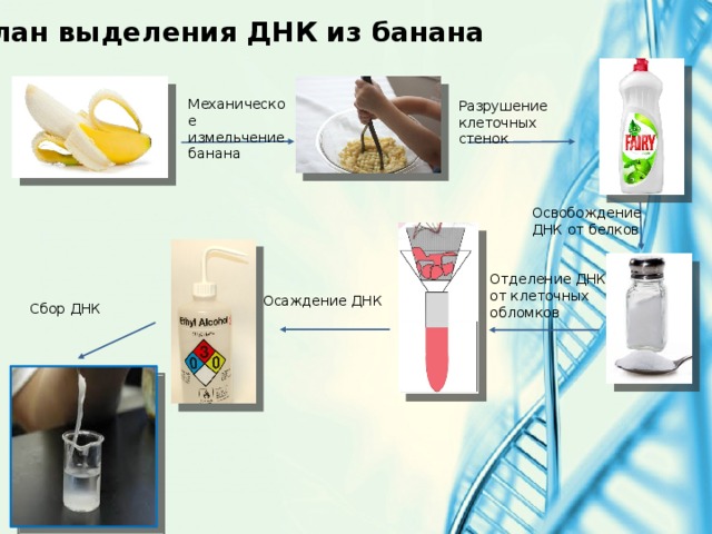 Профориентационный урок-эксперимент по биологии «Выделение молекулы ДНК банана».